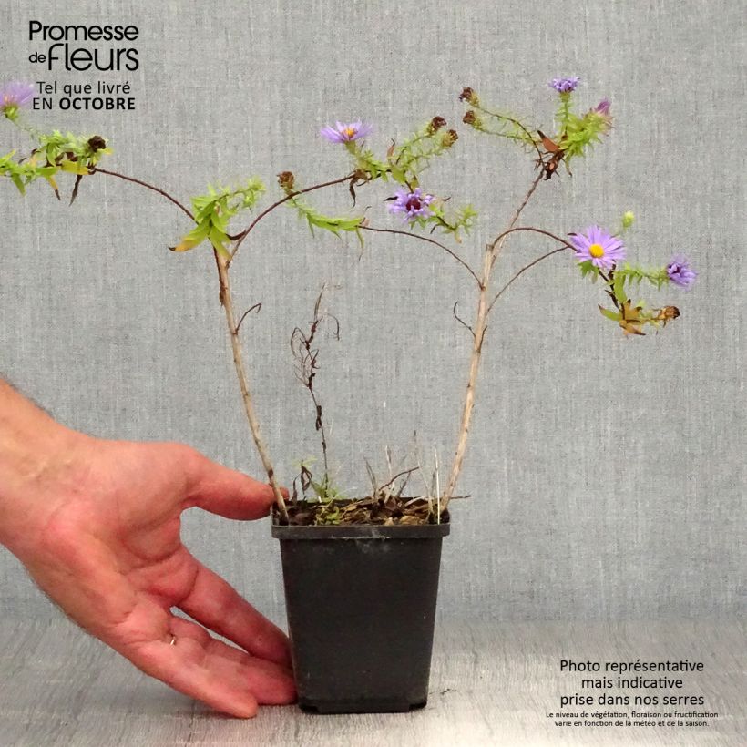 Esemplare di Aster oblongifolium October Skies Vasetto da 8/9 cm come consegnato in autunno