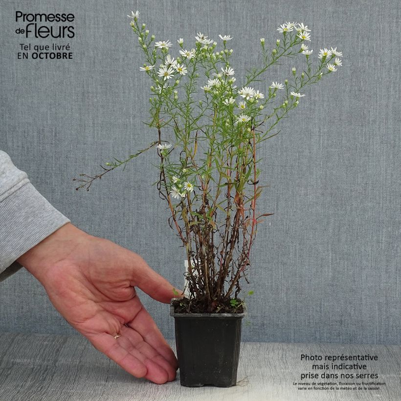 Esemplare di Aster ericoides var. pringlei Monte Cassino Vasetto da 8/9 cm come consegnato in autunno