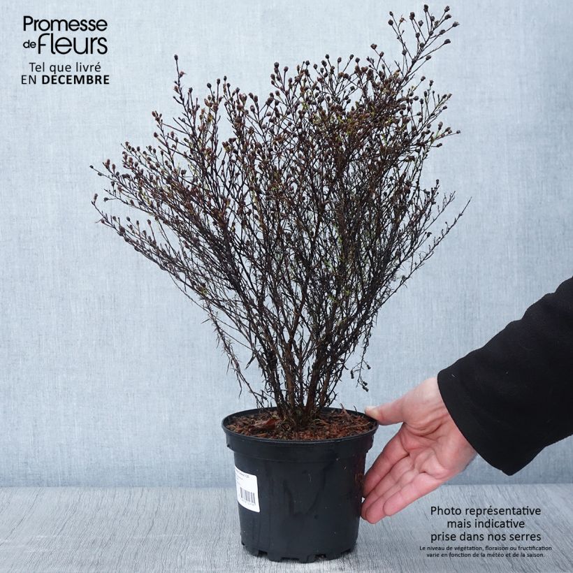 Esemplare di Aster ericoides var. pringlei Monte Cassino Vaso da 2L/3L come consegnato in autunno