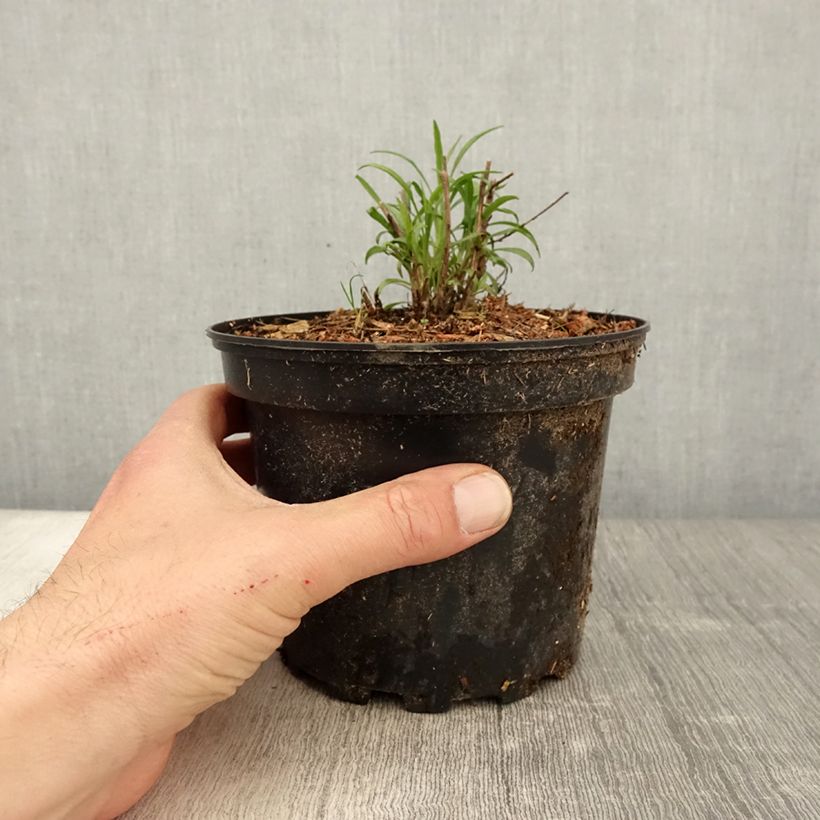 Aster ericoides var. pringlei Monte Cassino Vaso da 2L/3L esemplare consegnato in primavera