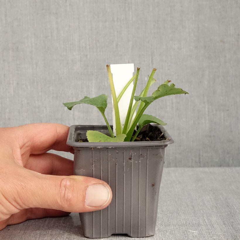 Esemplare di Aster schreberi Vasetto da 8/9 cm come consegnato in autunno