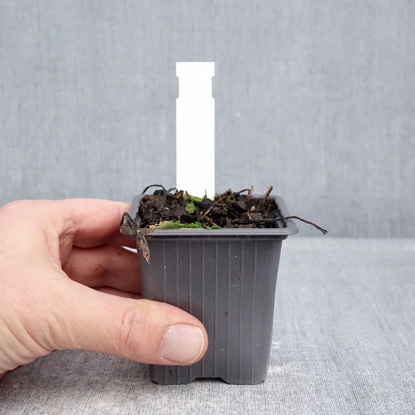 Aster schreberi Vasetto da 8/9 cm esemplare consegnato in inverno