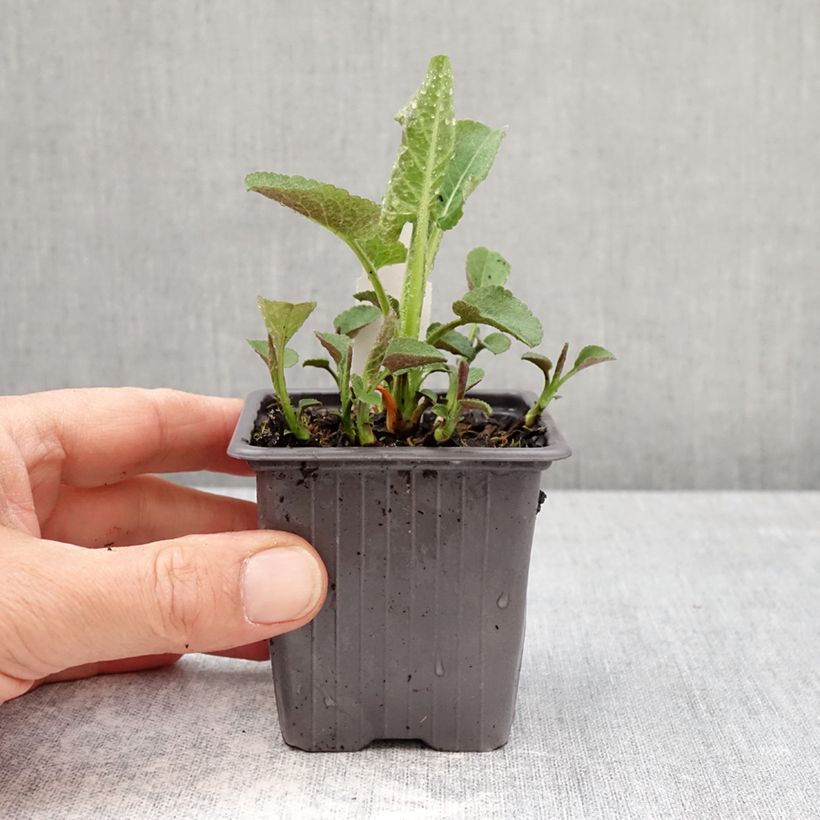 Aster schreberi Vasetto da 8/9 cm esemplare consegnato in primavera
