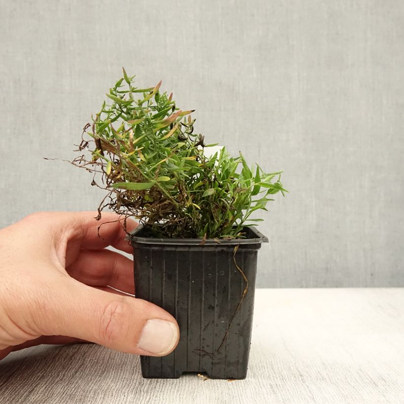 Esemplare di Aster sedifolius Nanus Vasetto da 8/9 cm come consegnato in autunno