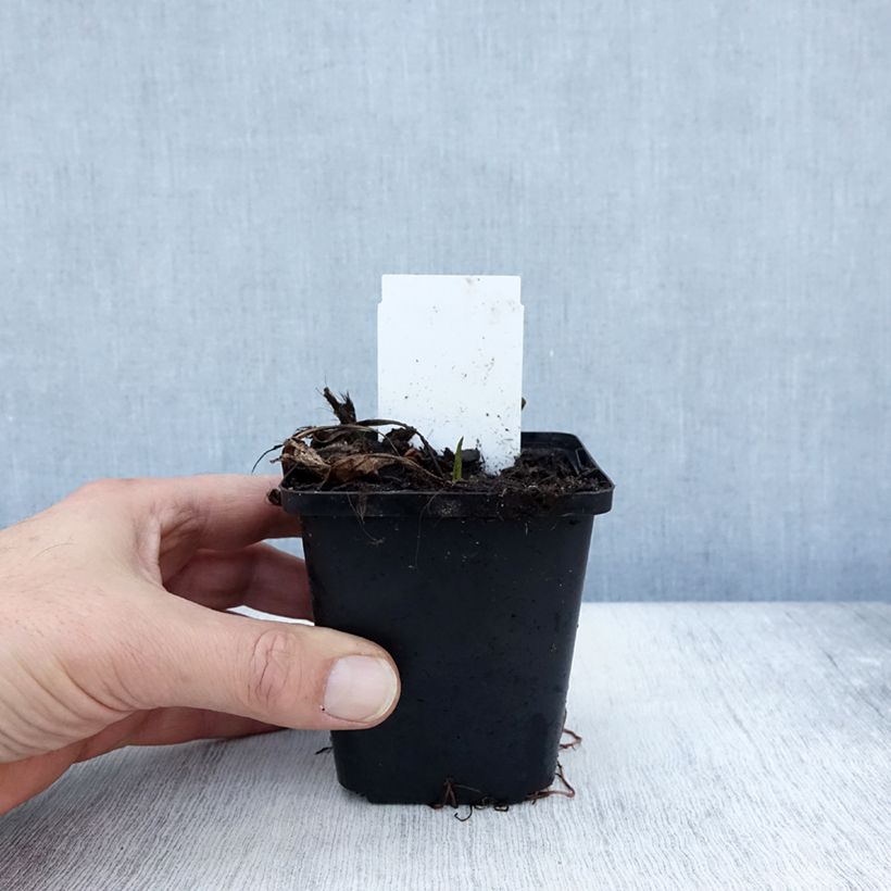 Esemplare di Aster tataricus Jindai Vasetto da 8/9 cm come consegnato in autunno