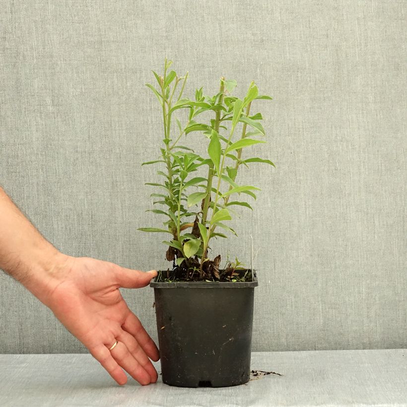 Esemplare di Aster thomsonii Vaso da 1,5L/2L consegnato in estate