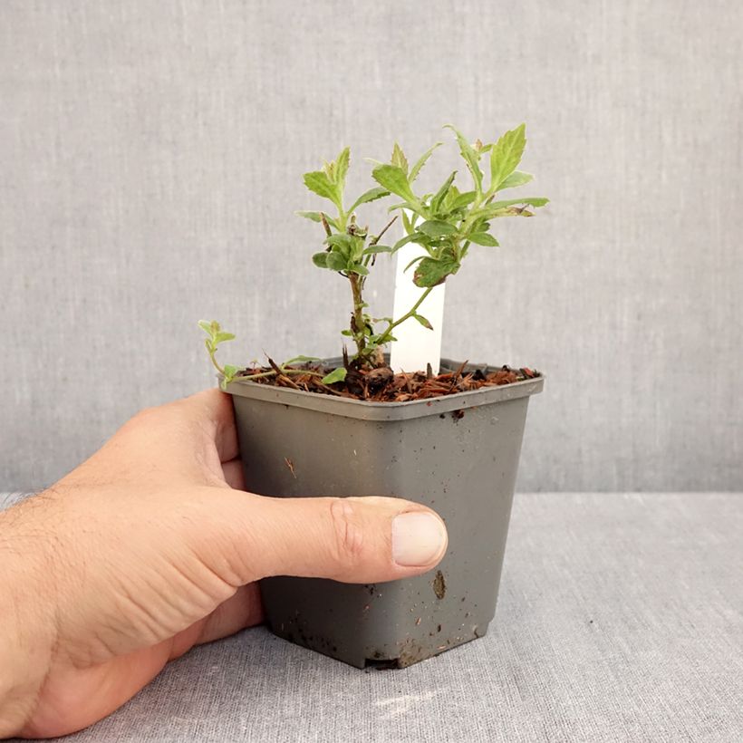 Esemplare di Aster thomsonii Nanus Vasetto da 8/9 cm come consegnato in autunno