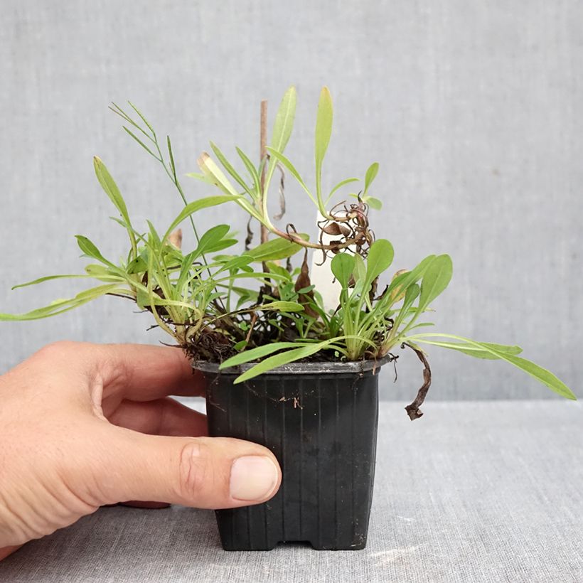 Esemplare di Aster tongolensis Berggarten Vasetto da 8/9 cm come consegnato in autunno