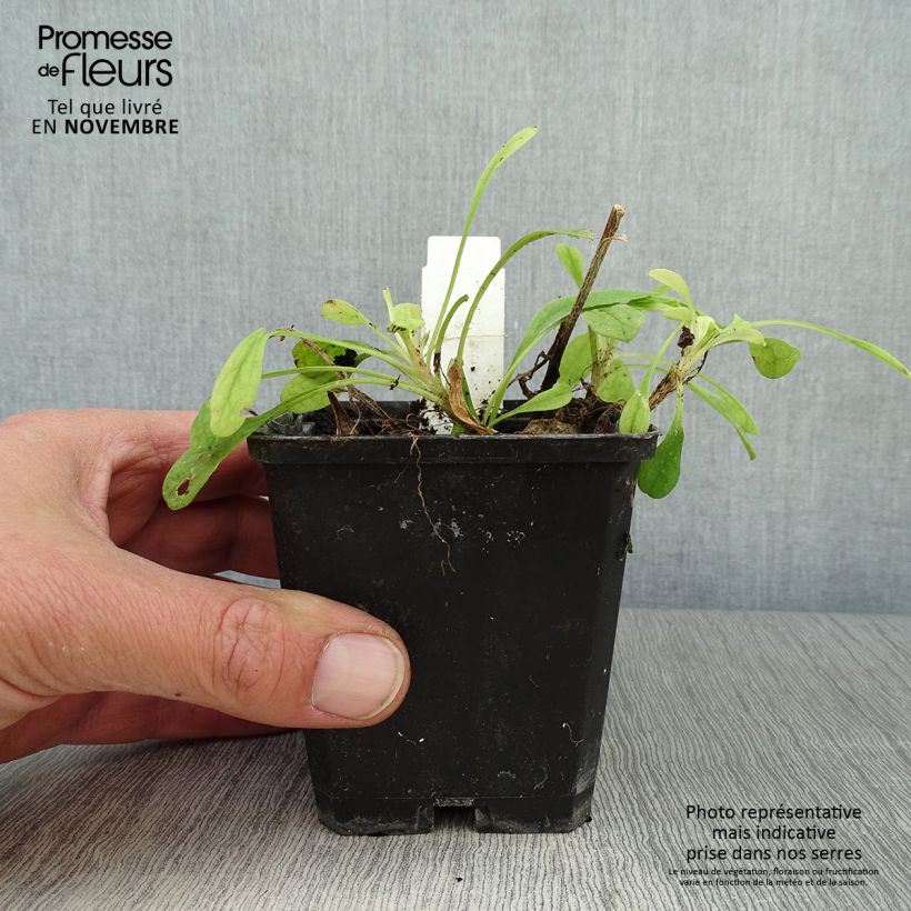 Esemplare di Aster tongolensis Wartburgstern Vasetto da 8/9 cm come consegnato in autunno