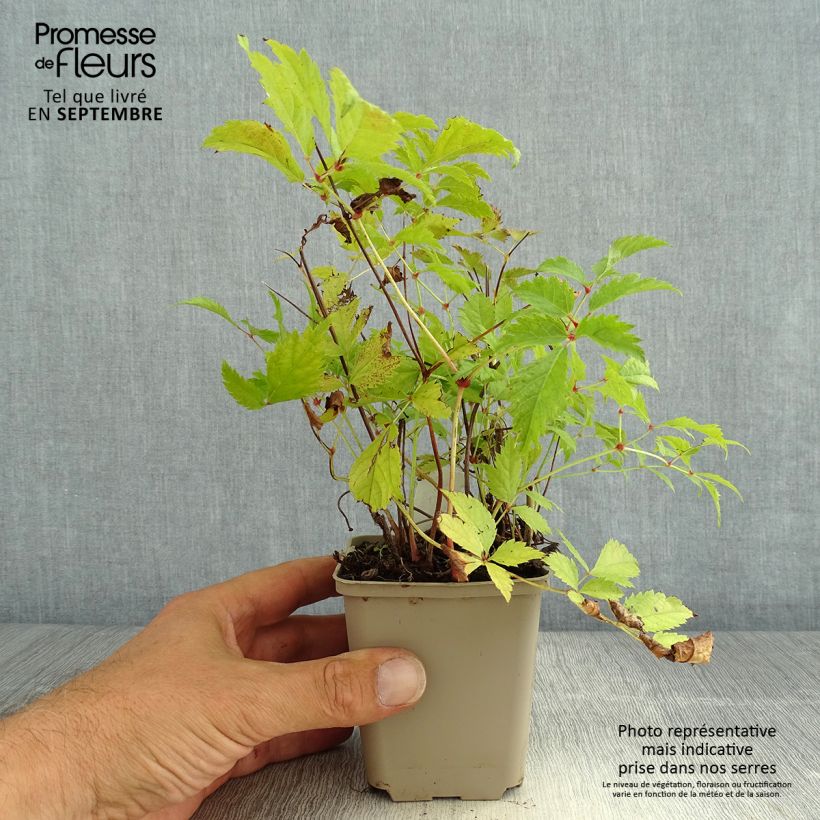 Esemplare di Astilbe arendsii Brautschleier Vasetto da 8/9 cm consegnato in estate