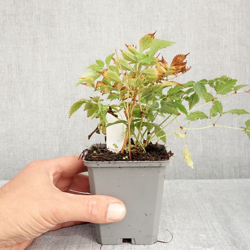 Esemplare di Astilbe arendsii Brautschleier Vasetto da 8/9 cm come consegnato in autunno