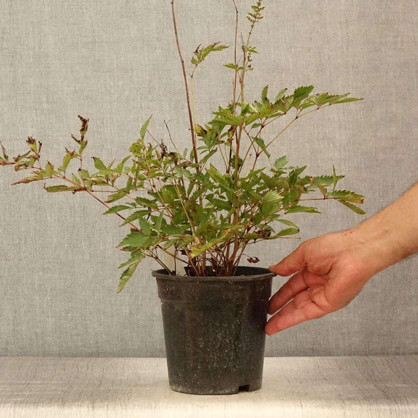 Esemplare di Astilbe arendsii Cappuccino Vaso da 2L/3L consegnato in estate