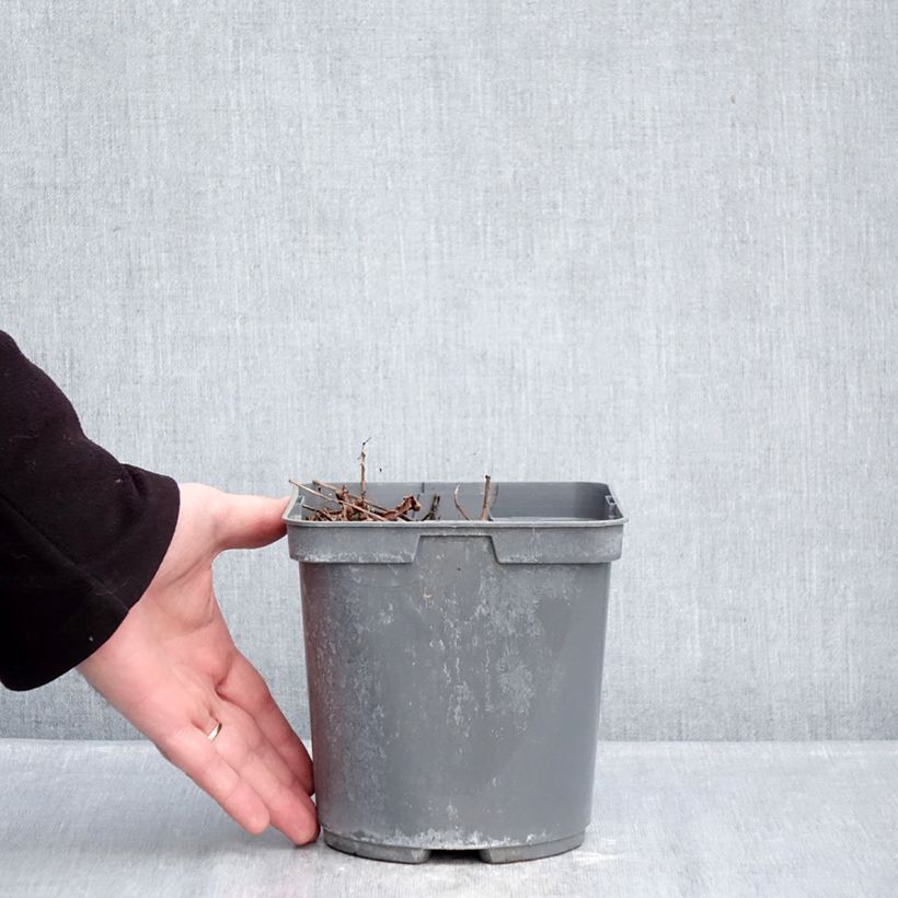 Astilbe arendsii Cappuccino Vaso da 2L/3L esemplare consegnato in inverno