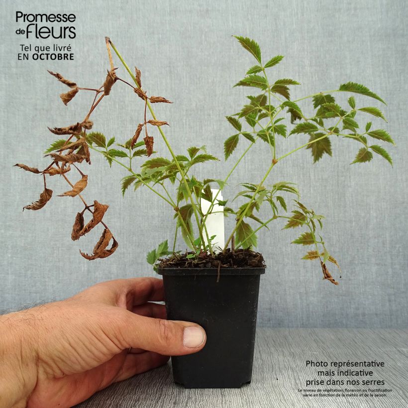Esemplare di Astilbe arendsii Cattleya Vasetto da 8/9 cm come consegnato in autunno