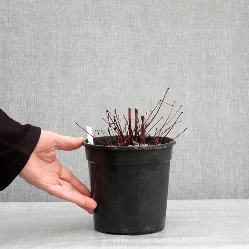 Astilbe arendsii Color Flash Lime Vaso da 2L/3L esemplare consegnato in inverno