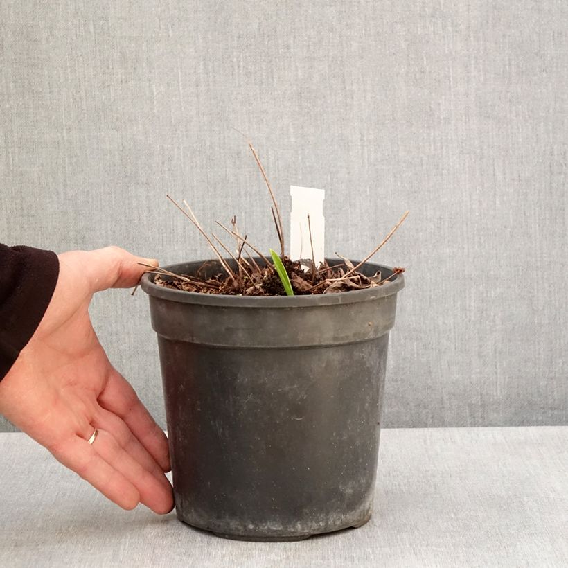 Astilbe arendsii Color Flash Lime Vaso da 2L/3L esemplare consegnato in primavera