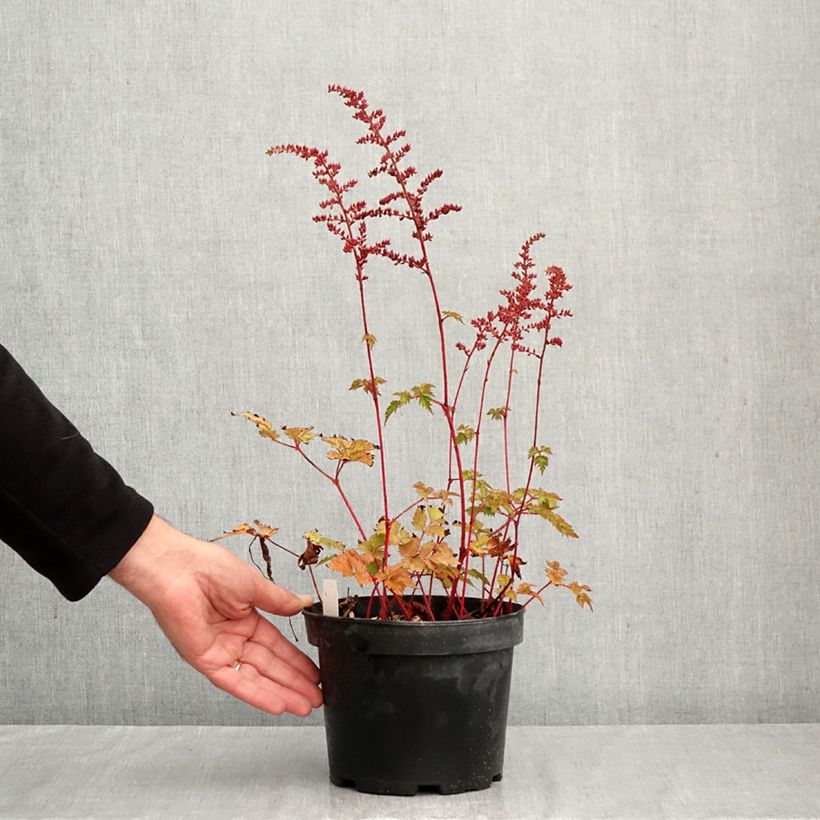 Esemplare di Astilbe arendsii Colour Flash Vaso da 2L/3L come consegnato in autunno