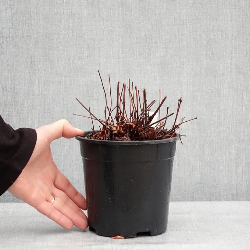 Astilbe arendsii Colour Flash Vaso da 2L/3L esemplare consegnato in inverno