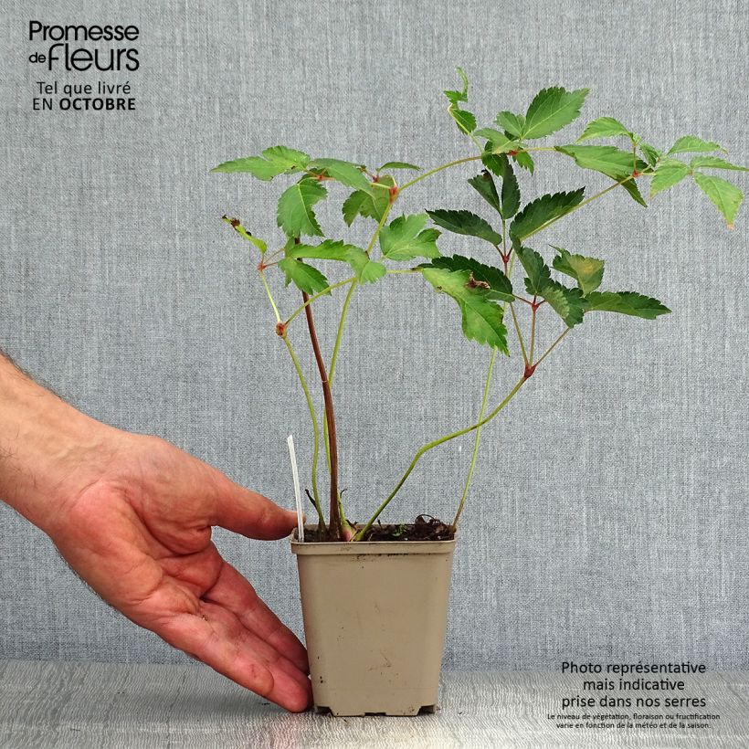 Esemplare di Astilbe arendsii Diamant Vasetto da 8/9 cm come consegnato in autunno