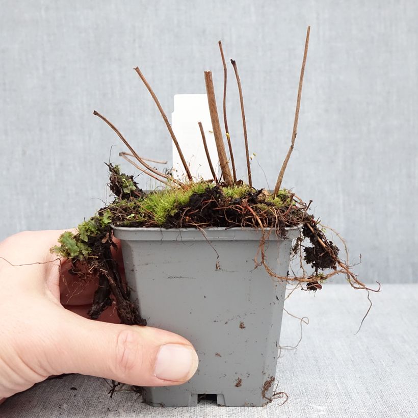 Astilbe arendsii Ellie Vasetto da 8/9 cm esemplare consegnato in inverno