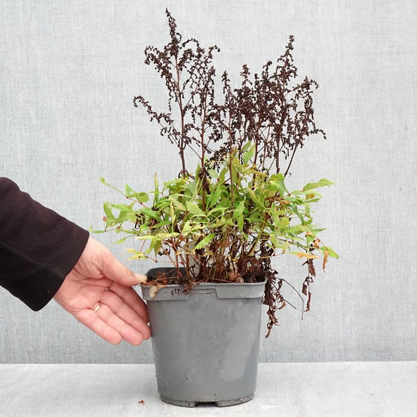 Esemplare di Astilbe arendsii Ellie Vaso da 2L/3L come consegnato in autunno