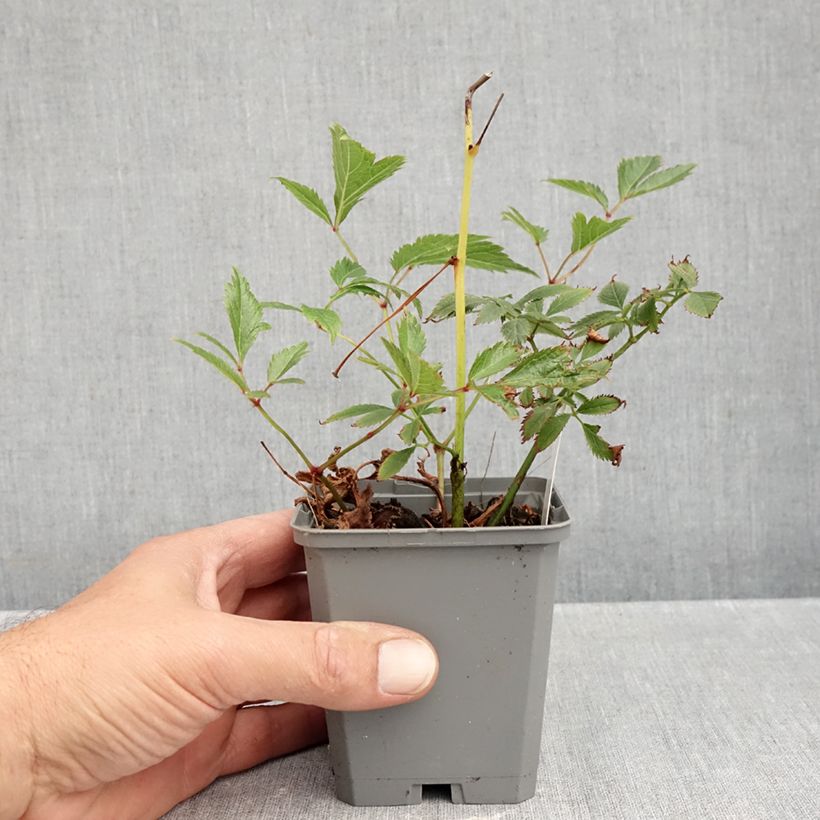 Esemplare di Astilbe arendsii Erika Vasetto da 8/9 cm come consegnato in autunno