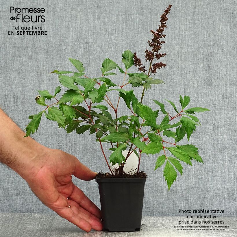 Esemplare di Astilbe arendsii Fanal Vasetto da 7/8 cm come consegnato in autunno