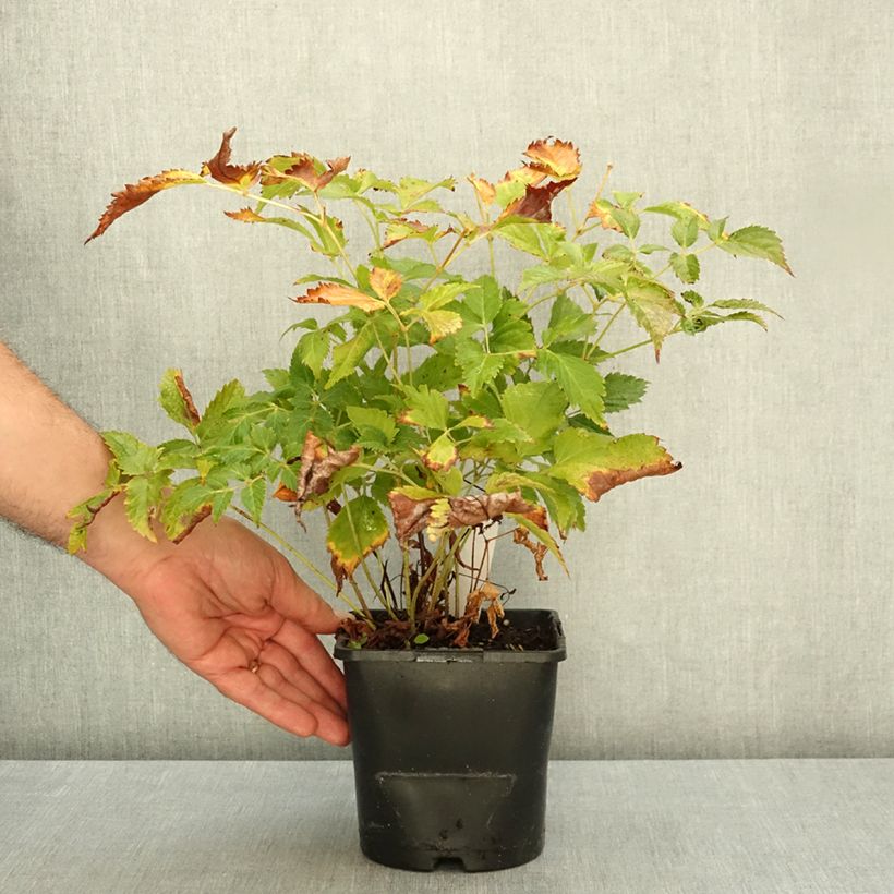 Esemplare di Astilbe arendsii Fanal Vaso da 2L/3L come consegnato in autunno