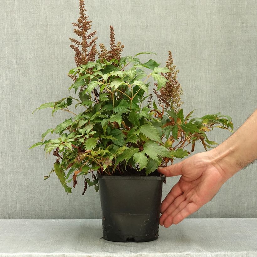 Esemplare di Astilbe arendsii Fanal Pot de 2L/3L consegnato in estate