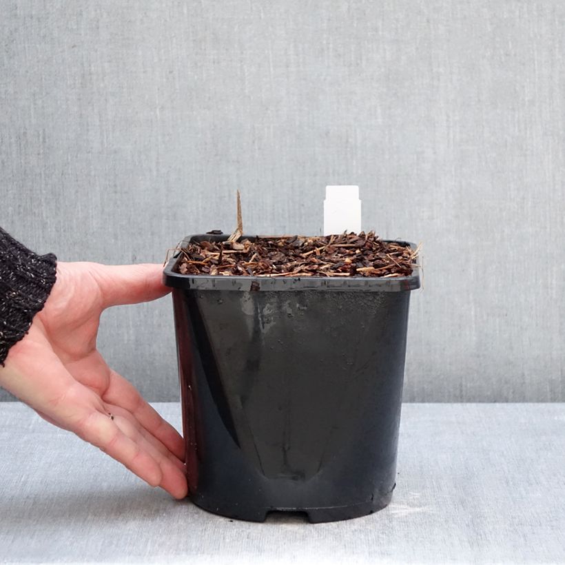 Astilbe arendsii Fanal Vaso da 2L/3L esemplare consegnato in inverno