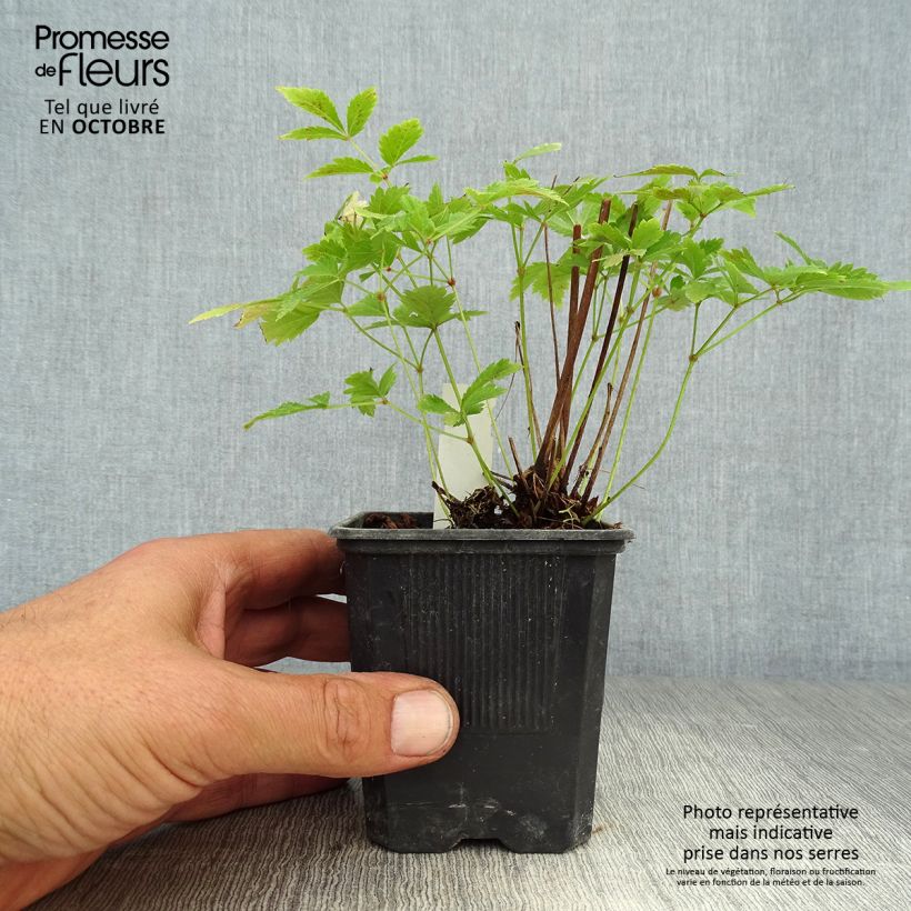 Esemplare di Astilbe arendsii Hyazinth Vasetto da 8/9 cm come consegnato in autunno