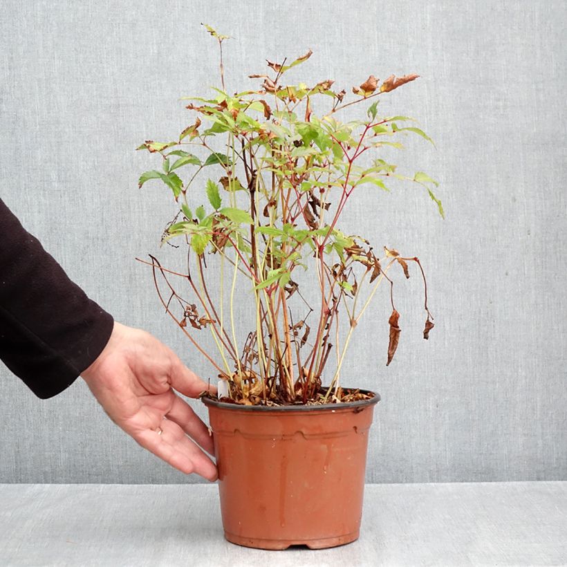 Esemplare di Astilbe arendsii Moccachino Vaso da 2L/3L come consegnato in autunno