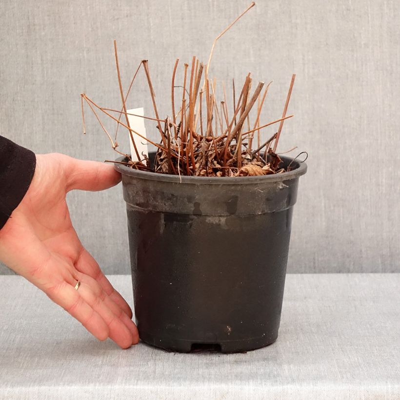 Astilbe arendsii Moccachino Vaso da 2L/3L esemplare consegnato in inverno