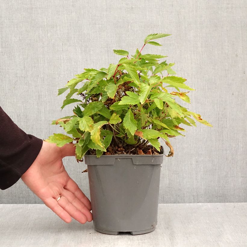 Esemplare di Astilbe arendsii Rock and Roll Vaso da 2L/3L come consegnato in autunno