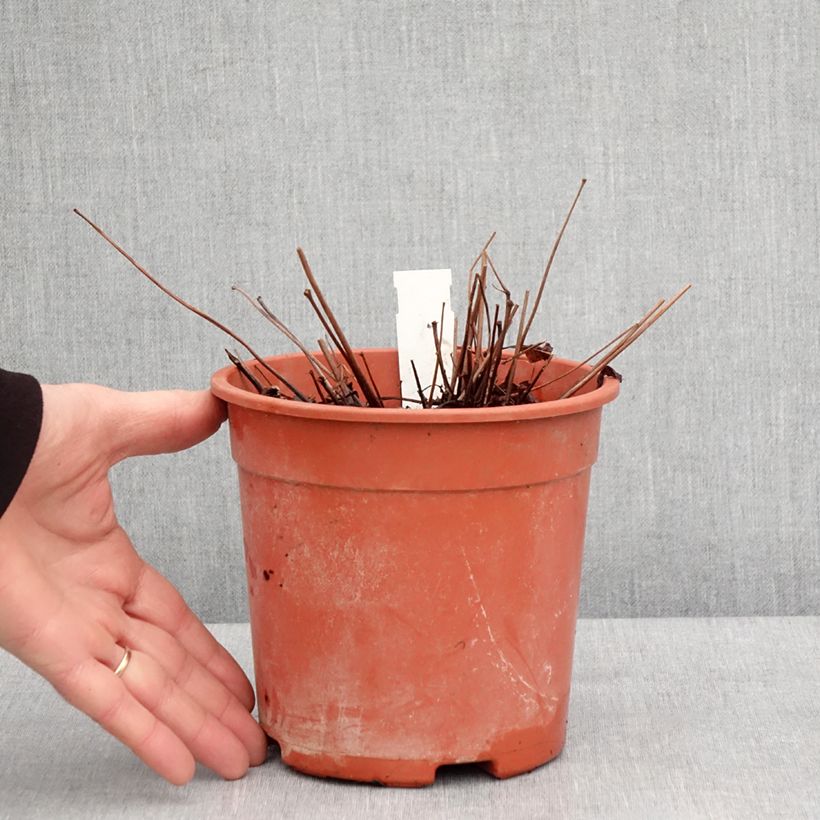 Astilbe arendsii Rock and Roll Vaso da 2L/3L esemplare consegnato in inverno