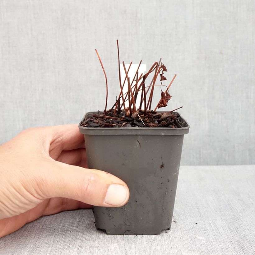 Esemplare di Astilbe arendsii Spinell Vasetto da 8/9 cm come consegnato in autunno