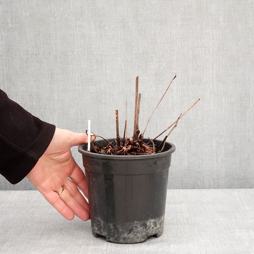 Astilbe chinensis Mighty Chocolate Cherry Vaso da 2L/3L esemplare consegnato in inverno