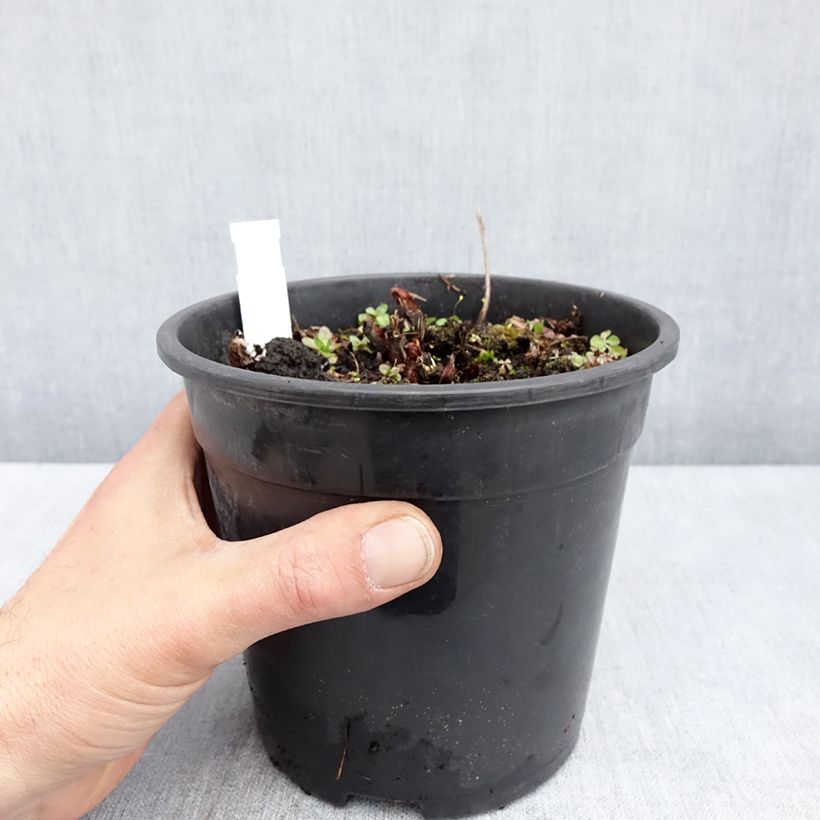 Astilbe chinensis Mighty Chocolate Cherry Vaso da 2L/3L esemplare consegnato in primavera