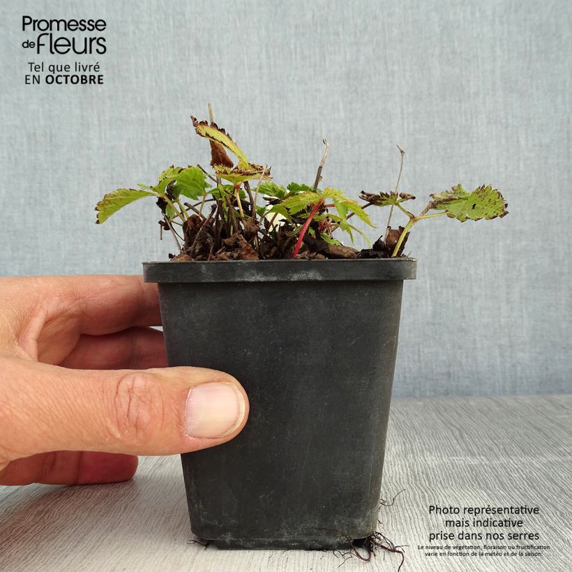 Esemplare di Astilbe chinensis Pumila Vasetto da 8/9 cm come consegnato in autunno