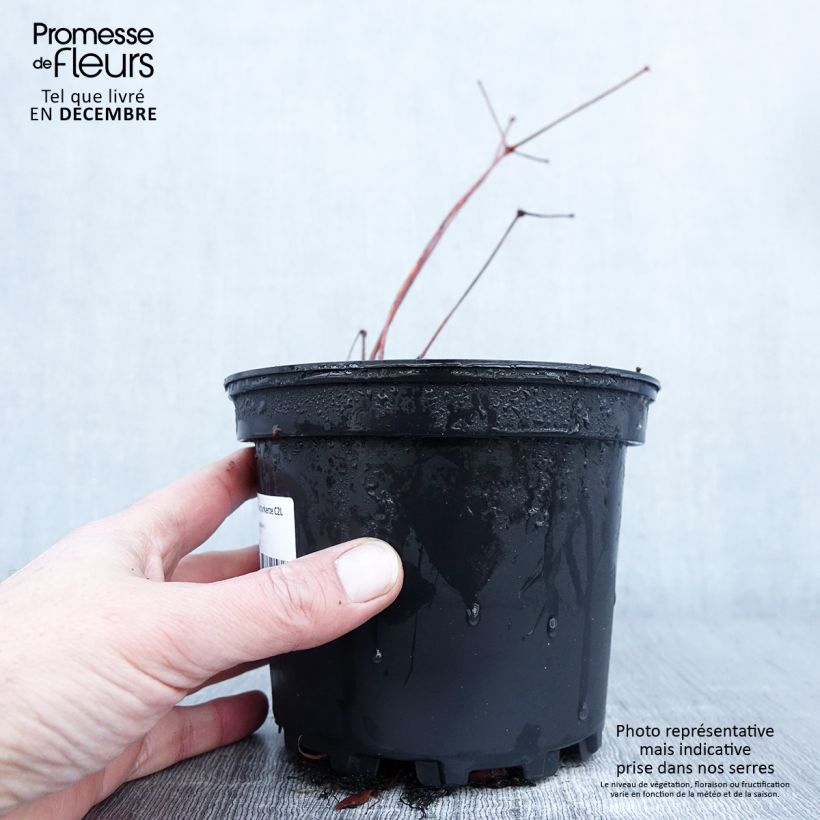 Esemplare di Astilbe chinensis Purpurkerze Vaso da 2L/3L come consegnato in autunno