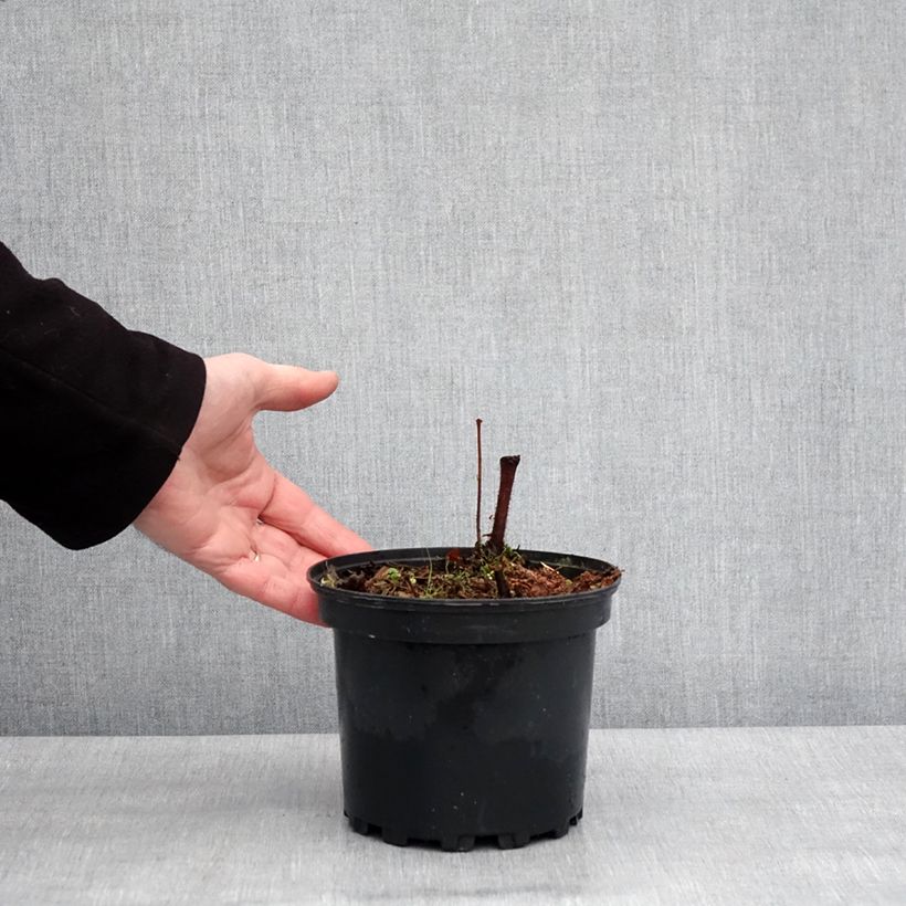 Astilbe chinensis Purpurkerze Vaso da 2L/3L esemplare consegnato in inverno