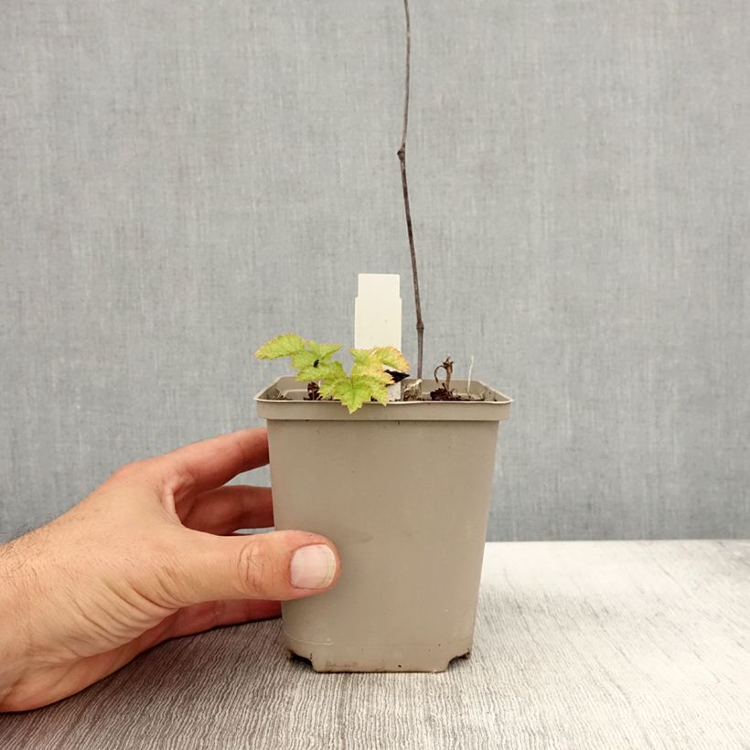 Esemplare di Astilbe chinensis var. taquetii Superba Vasetto da 8/9 cm come consegnato in autunno