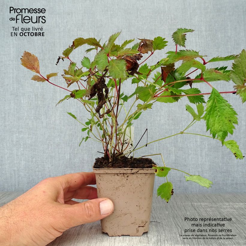 Esemplare di Astilbe chinensis Veronica Klose Vasetto da 8/9 cm come consegnato in autunno