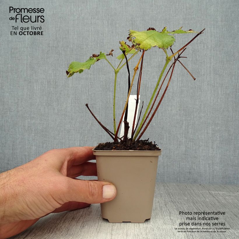 Esemplare di Astilbe chinensis Visions Vasetto da 8/9 cm come consegnato in autunno