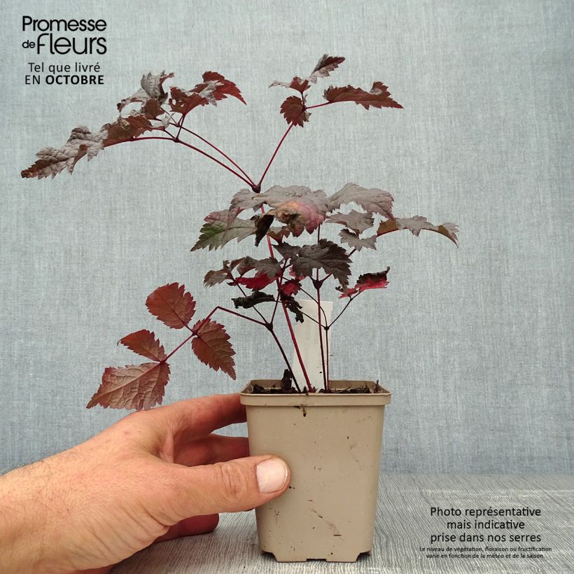 Esemplare di Astilbe Chocolate Shogun Vasetto da 8/9 cm come consegnato in autunno
