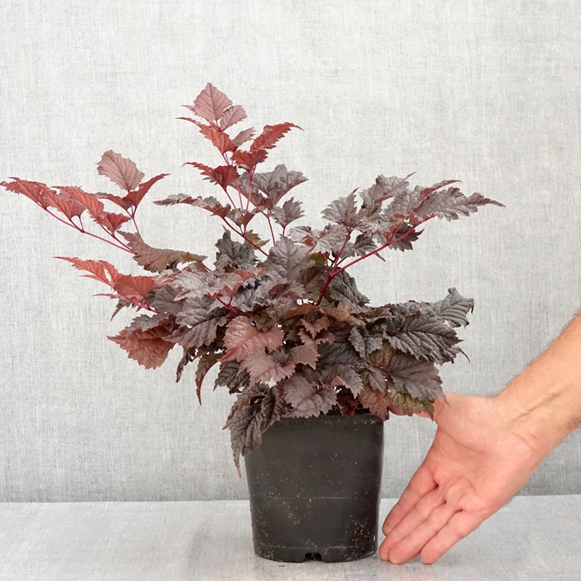 Esemplare di Astilbe Chocolate Shogun Vaso da 1,5L/2L consegnato in estate