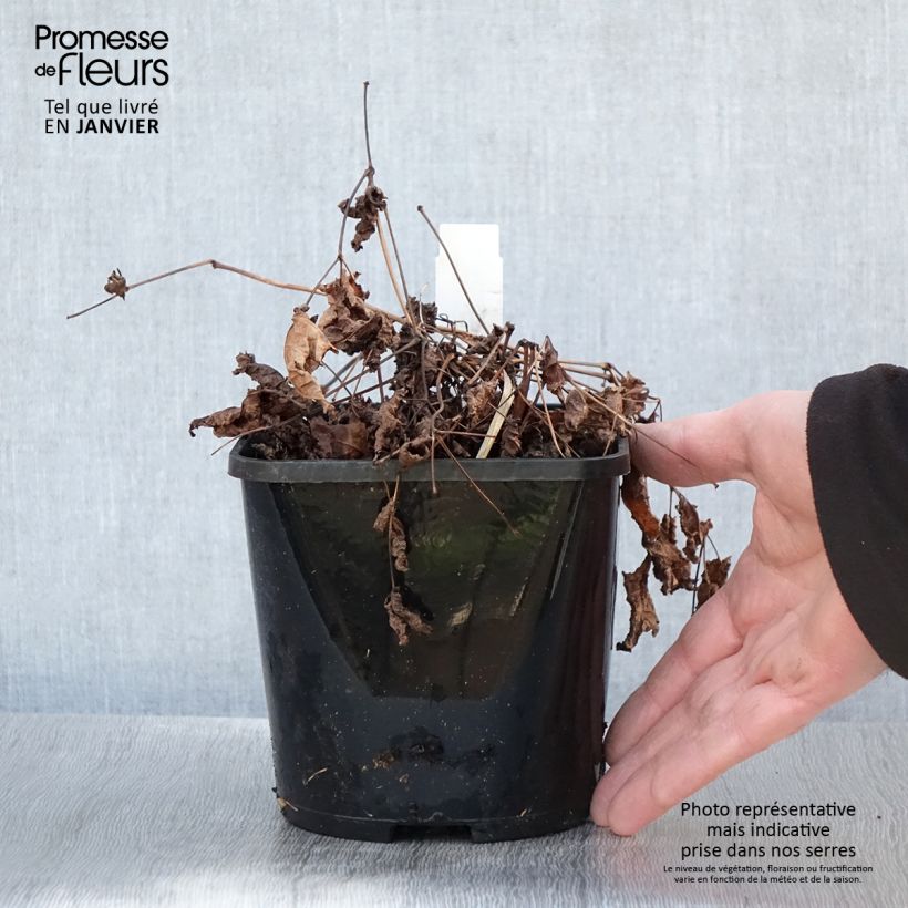 Astilbe Chocolate Shogun Vaso da 1,5L/2L esemplare consegnato in inverno