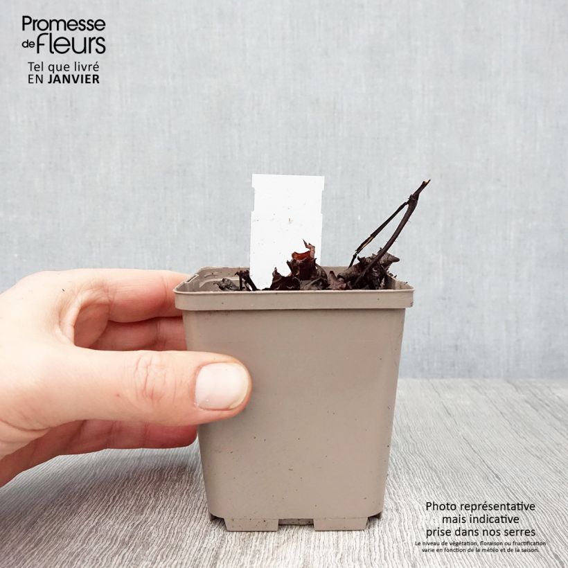 Astilbe chinensis Darkside Of The Moon Vasetto da 8/9 cm esemplare consegnato in inverno