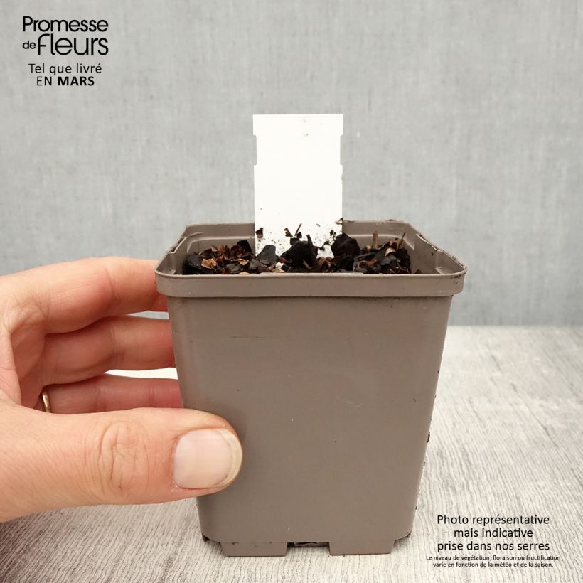 Astilbe chinensis Darkside Of The Moon Vasetto da 8/9 cm esemplare consegnato in primavera