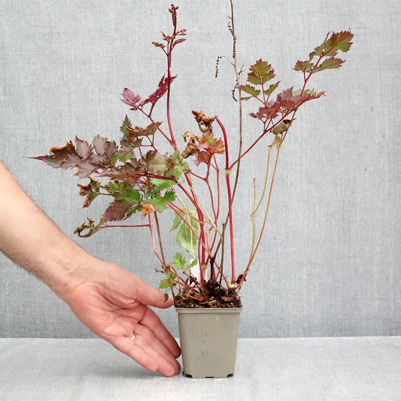 Esemplare di Astilbe japonica Delft Lace Vasetto da 8/9 cm come consegnato in autunno